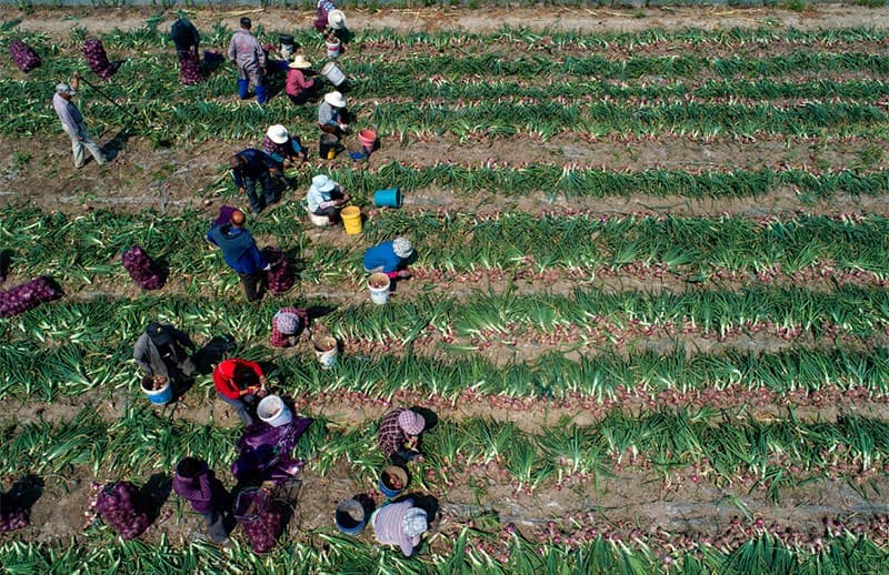 images/1655362578229onion grader.jpg